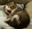 Kitty yawn 1