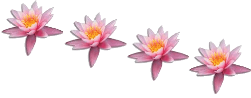 separateur-lotus-rose-1-1-1.gif